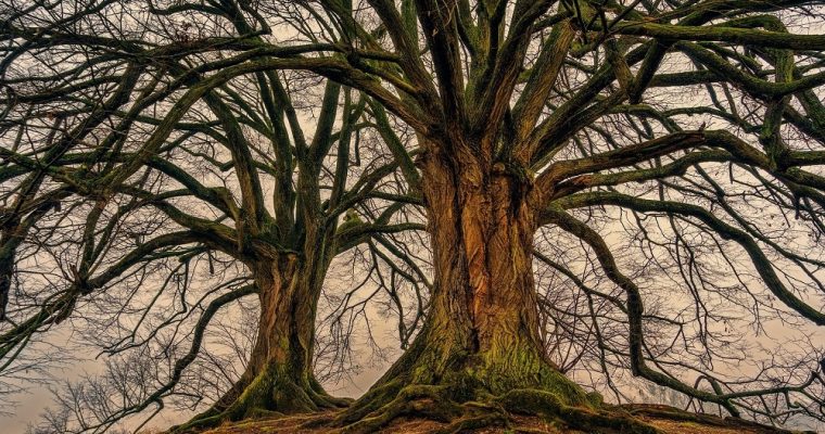 Czy Drzewo Życia naprawdę istnieje?