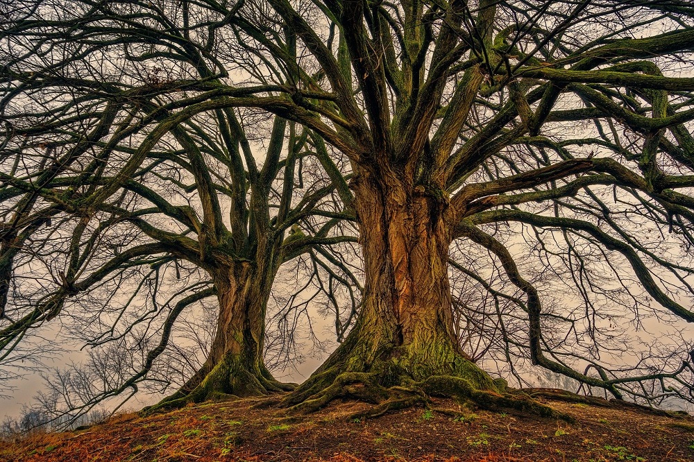 Czy Drzewo Życia naprawdę istnieje?