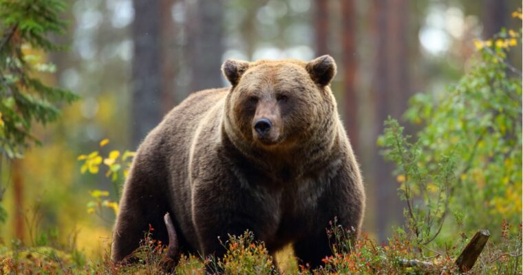 Święty Korbinian, święty, który podróżował z niedźwiedziem do Rzymu